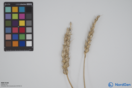 Click for 3 image(s) for this accession. SPIKE