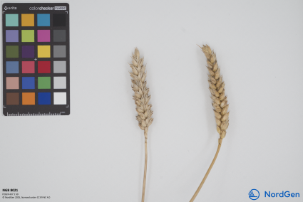 Click for 1 image(s) for this accession. SPIKE