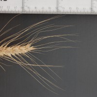 Click for 2 image(s) for this accession. Image