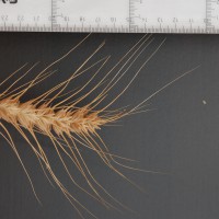 Click for 2 image(s) for this accession. Image