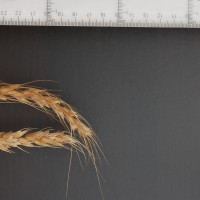 Click for 6 image(s) for this accession. Image