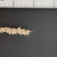 Click for 2 image(s) for this accession. Image