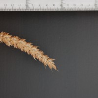 Click for 2 image(s) for this accession. Image