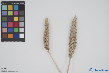 Click for 1 image(s) for this accession. SPIKE