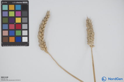 Click for 3 image(s) for this accession. SPIKE