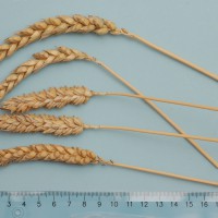 Click for 3 image(s) for this accession. Image