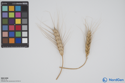 Click for 2 image(s) for this accession. SPIKE