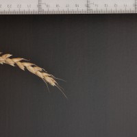 Click for 4 image(s) for this accession. Image