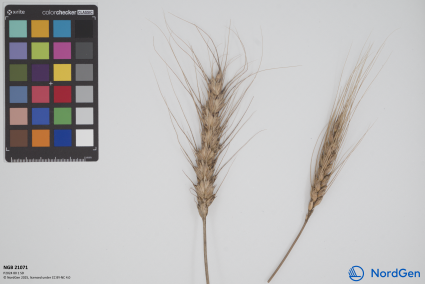 Click for 1 image(s) for this accession. SPIKE