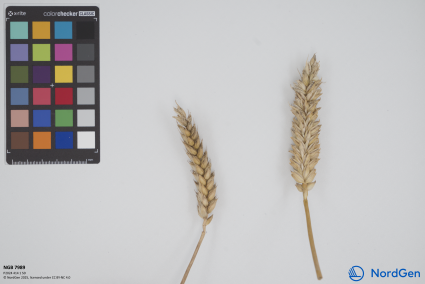 Click for 1 image(s) for this accession. SPIKE