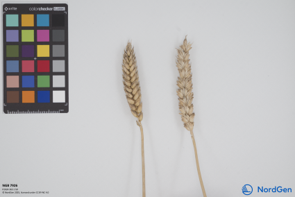 Click for 1 image(s) for this accession. SPIKE