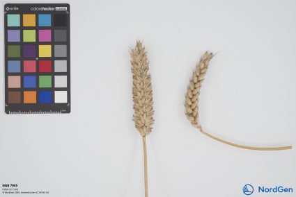 Click for 1 image(s) for this accession. SPIKE