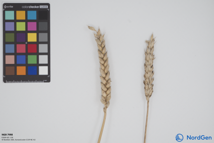 Click for 1 image(s) for this accession. SPIKE