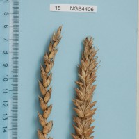 Click for 1 image(s) for this accession. Image