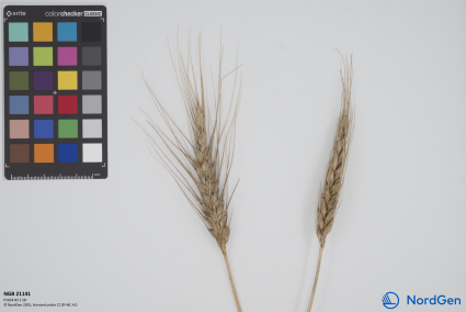 Click for 3 image(s) for this accession. SPIKE