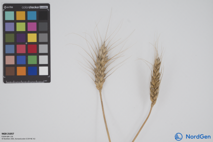 Click for 2 image(s) for this accession. SPIKE