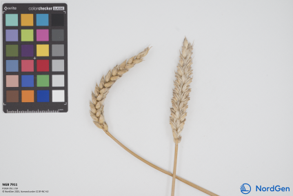 Click for 1 image(s) for this accession. SPIKE