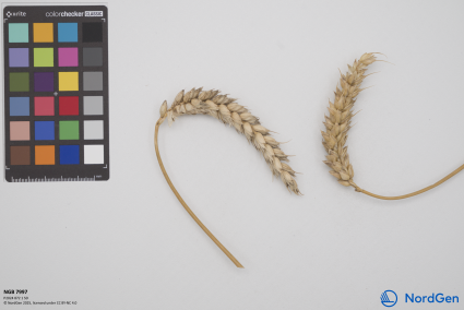 Click for 2 image(s) for this accession. SPIKE