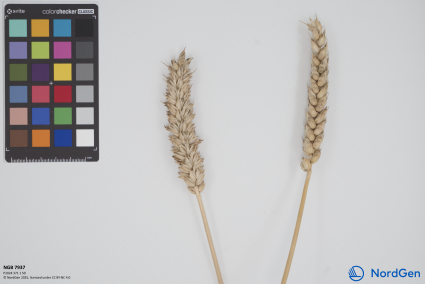 Click for 1 image(s) for this accession. SPIKE