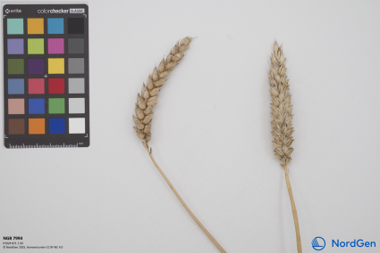 Click for 2 image(s) for this accession. SPIKE