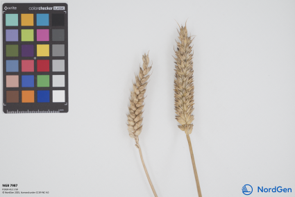 Click for 1 image(s) for this accession. SPIKE