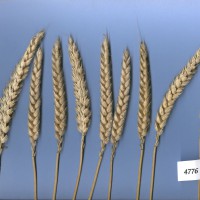 Click for 3 image(s) for this accession. Image