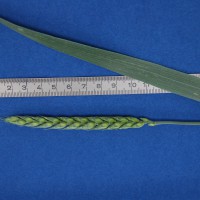 Click for 2 image(s) for this accession. Image