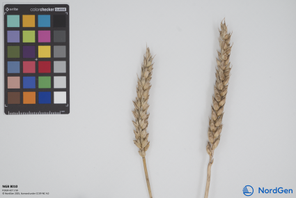 Click for 1 image(s) for this accession. SPIKE