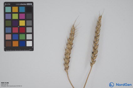 Click for 3 image(s) for this accession. SPIKE