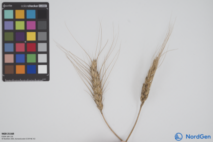 Click for 3 image(s) for this accession. SPIKE