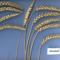 Click for 5 image(s) for this accession. Image