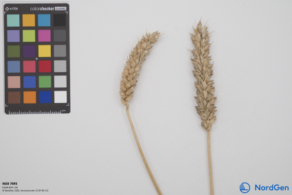 Click for 3 image(s) for this accession. SPIKE