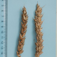 Click for 1 image(s) for this accession. Image