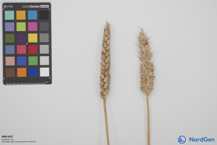 Click for 2 image(s) for this accession. SPIKE