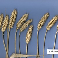 Click for 2 image(s) for this accession. Image