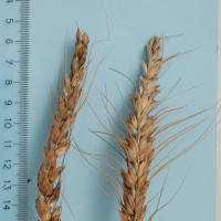 Click for 12 image(s) for this accession. Image