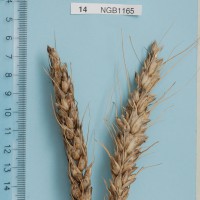 Click for 3 image(s) for this accession. Image