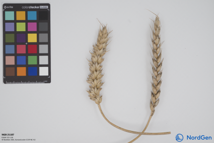 Click for 3 image(s) for this accession. SPIKE