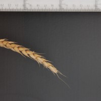 Click for 2 image(s) for this accession. Image