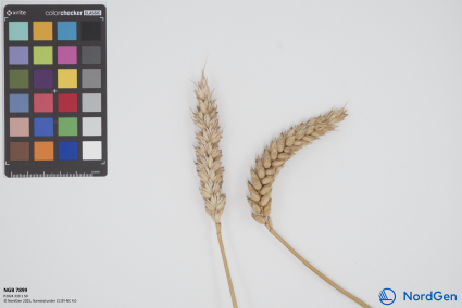 Click for 1 image(s) for this accession. SPIKE