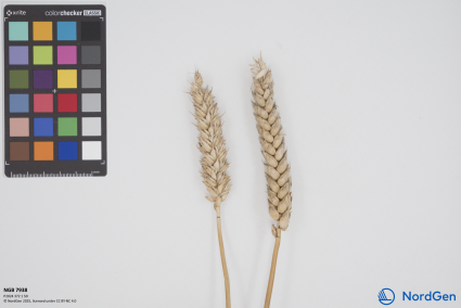 Click for 1 image(s) for this accession. SPIKE