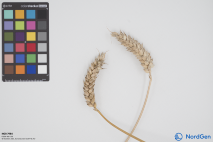 Click for 1 image(s) for this accession. SPIKE