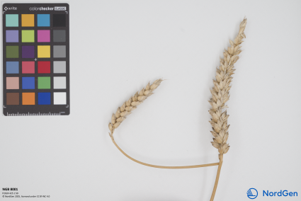 Click for 1 image(s) for this accession. SPIKE