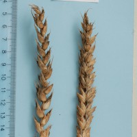 Click for 2 image(s) for this accession. Image