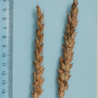 Click for 1 image(s) for this accession. Image