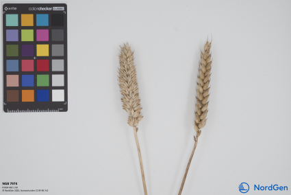 Click for 1 image(s) for this accession. SPIKE