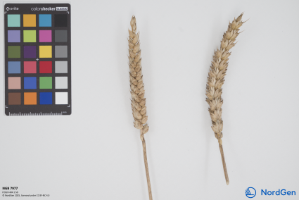 Click for 1 image(s) for this accession. SPIKE