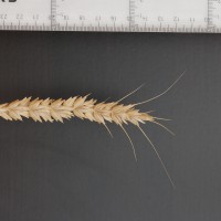 Click for 2 image(s) for this accession. Image