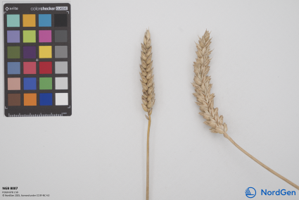 Click for 2 image(s) for this accession. SPIKE