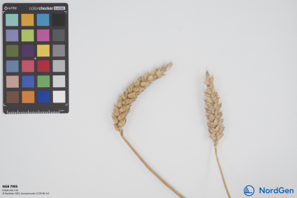 Click for 1 image(s) for this accession. SPIKE